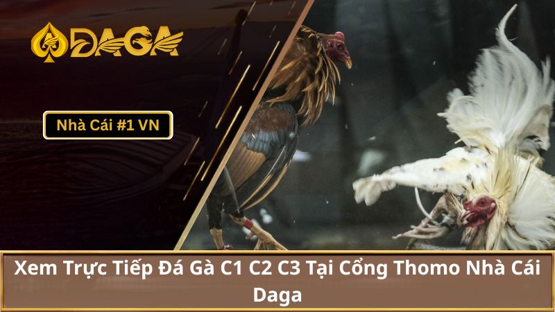 Xem Trực Tiếp Đá Gà C1 C2 C3 Tại Cổng Thomo Nhà Cái Daga