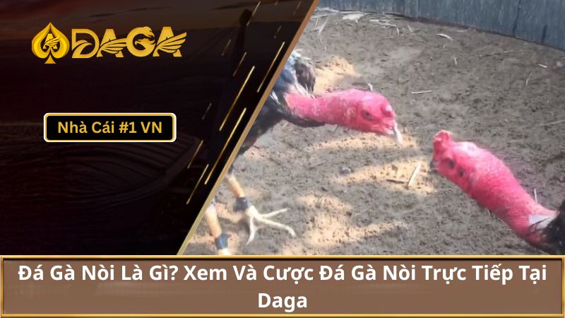 Đá Gà Nòi Là Gì? Xem Và Cược Đá Gà Nòi Trực Tiếp Tại Daga